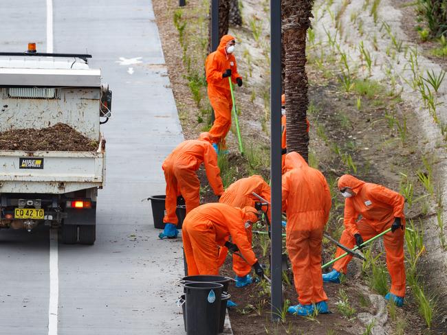 Workers rake up asbestos contaminated mulch in garden beds around Rozelle Interchange. Picture: Max Mason-Hubers