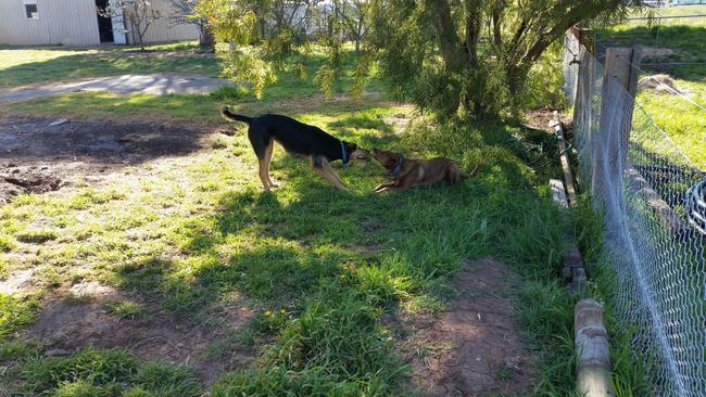 Odin and Koda fill in the day at their Greenhill property. Picture: Joolee Hughes