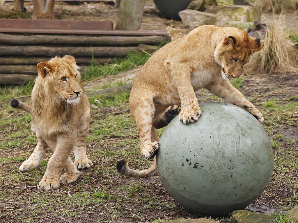 Taronga’s lion cubs turned one in August this year. Picture: Sam Ruttyn