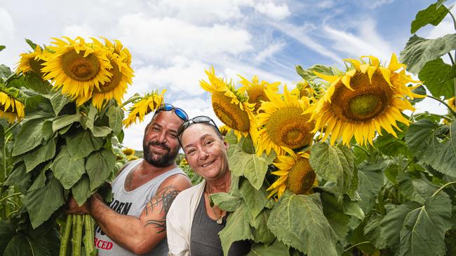 Brisbane visitors Joshua and Donna Hammant pay Lilyvale Flower Farm a visit as a birthday treat for Donna to pick sunflowers, Sunday, February 2, 2025. Picture: Kevin Farmer