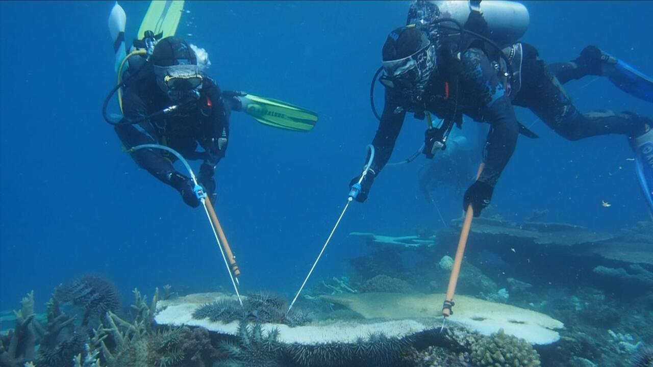 Indigenous teen take part in crown-of-thorns cull