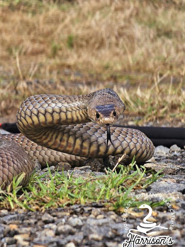 An eastern brown found in the bedroom of a house in Coomera. Picture: Harrison's Gold Coast and Brisbane Snake Catcher.