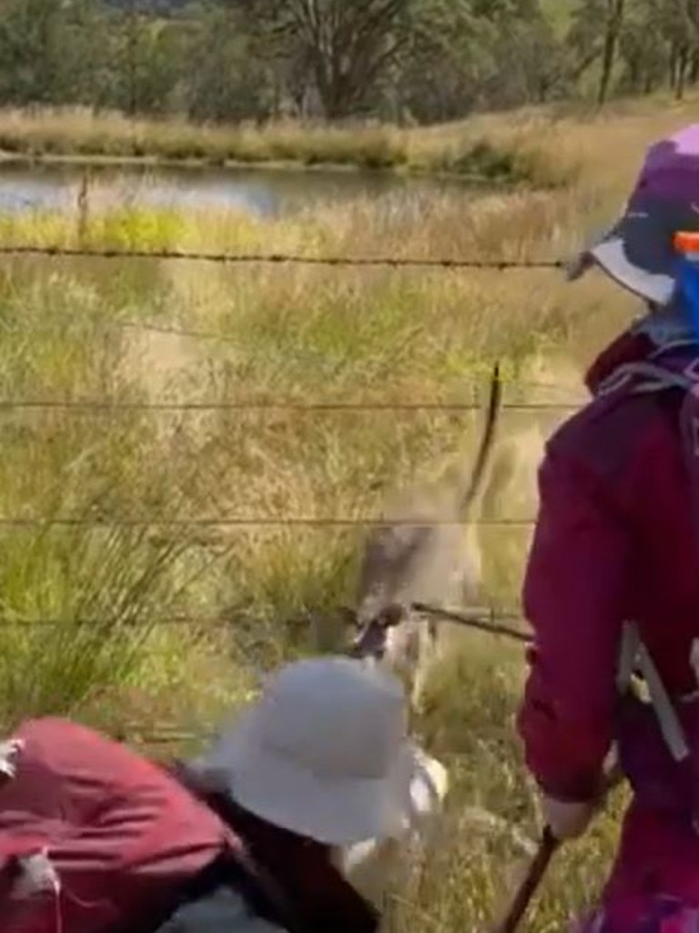 The kangaroo crouched down at the fence and growled at the bushwalkers. Picture: 9News