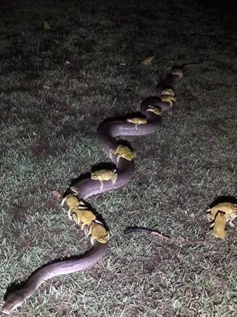 Lazy toads hitch a free ride on a passing python