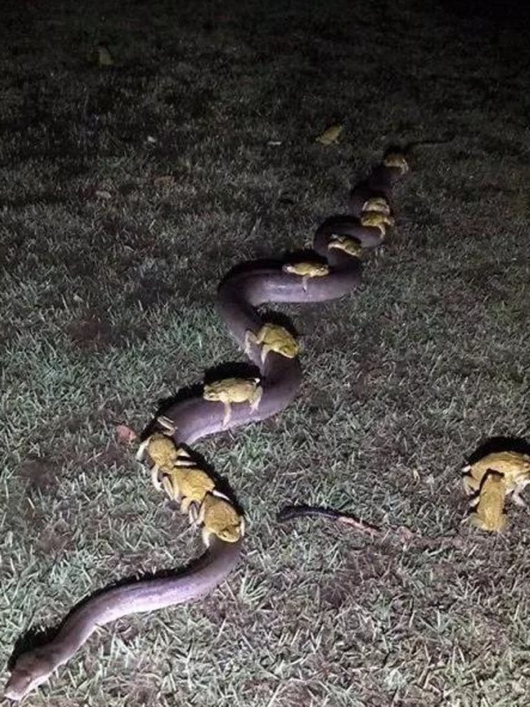 Cane toads hitching a ride on the back of a 3.5m python. Picture: Andrew Mock