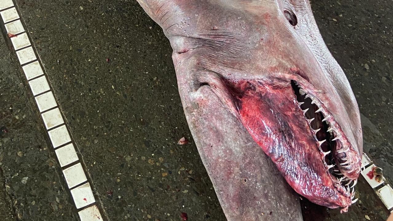 Freakish goblin shark captured near Taiwan | Gold Coast Bulletin