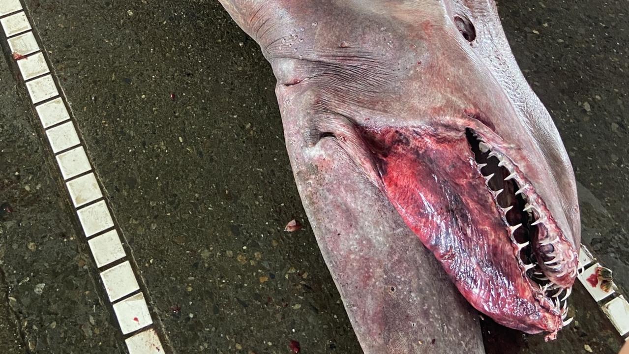 Freakish goblin shark captured near Taiwan | The Mercury