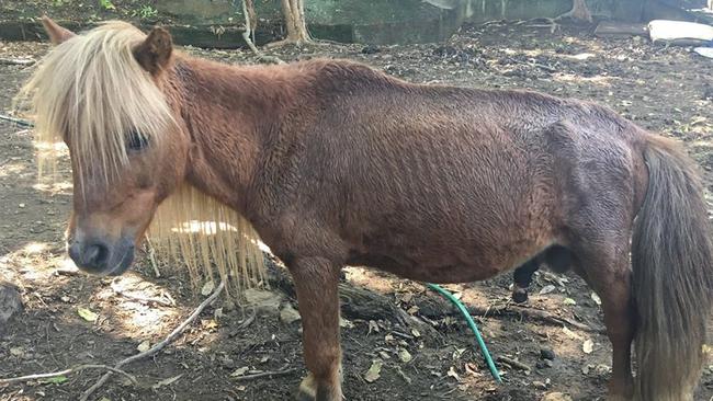 Animals were malnourished and living in filthy conditions.