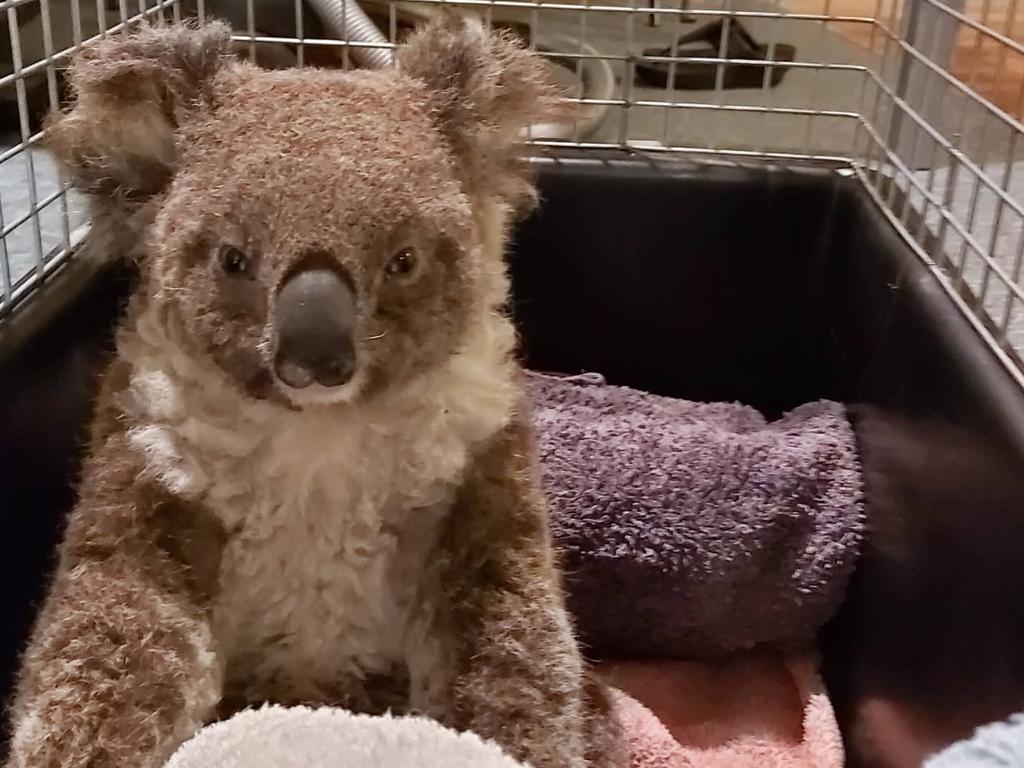 Up to three billion animals like Ember the koala are thought to have been killed or displaced during the Black Summer of 2019-20 Photo: Friends of the Koala