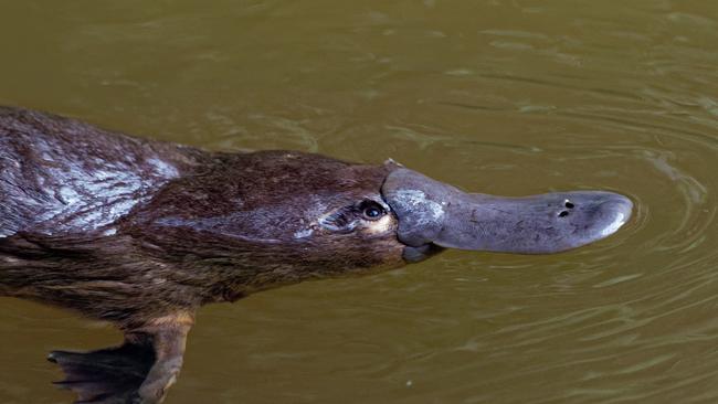 Tasmania’s Derwent River is prime platypus territory.