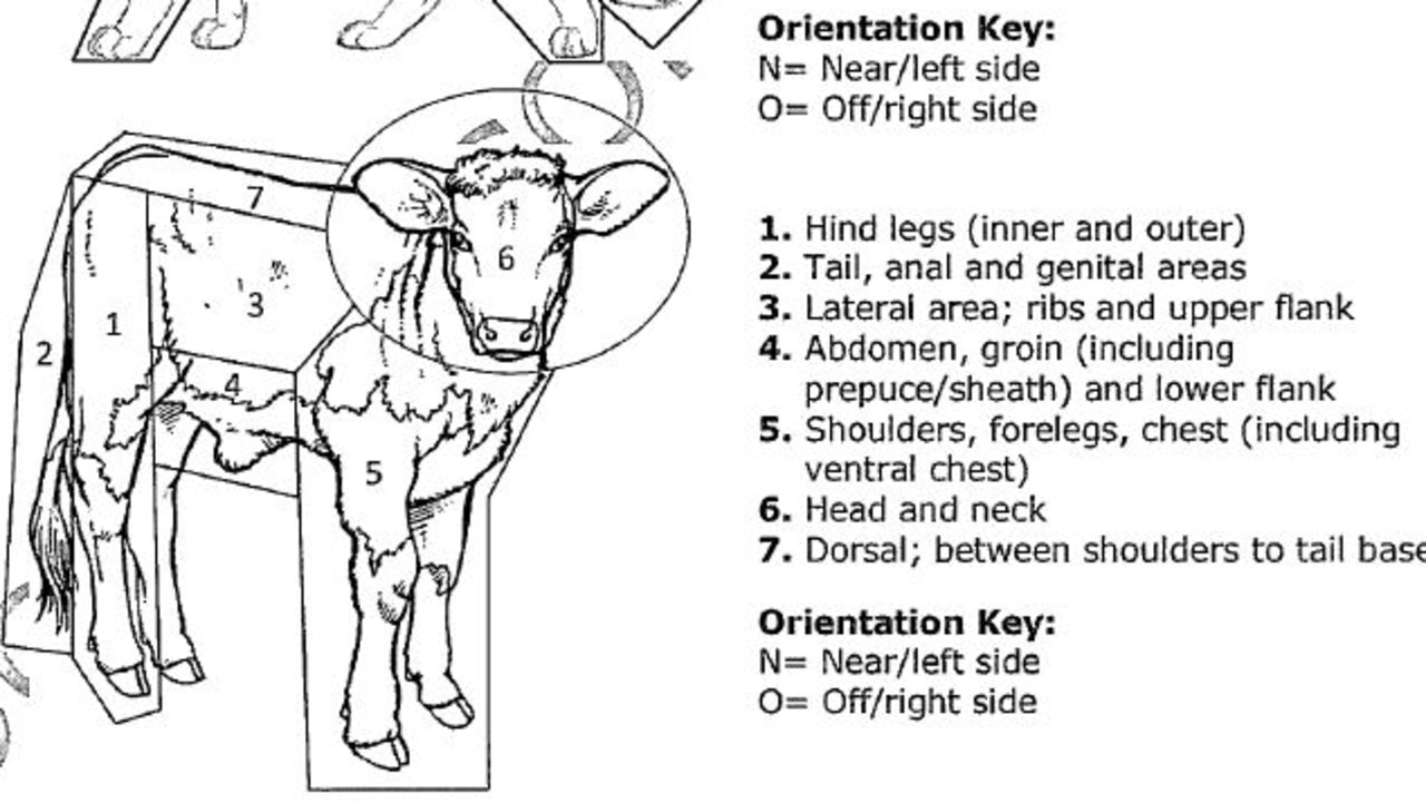 Calves were also used in the experiment.