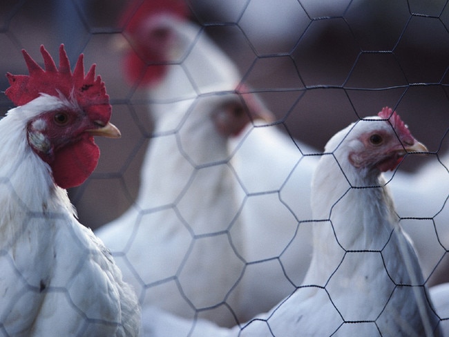 $95m bid to stop bird flu ravaging Australia