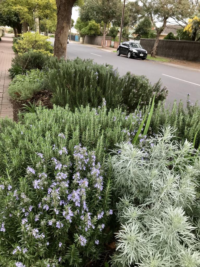 Good example of tough and drought hardy Mediterranean plants all working well together. Colours of the softest silver, sage green and blue grey are restful on hot summer days. Plants include Rosemary, Lavender and Artemisia. Corner 7th Ave/Thomas St, St Morris. Verges Alive. Picture: Jill Woodlands