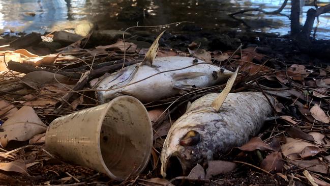 Fish were found dead in February 2019. Picture: Cooks River Alliance