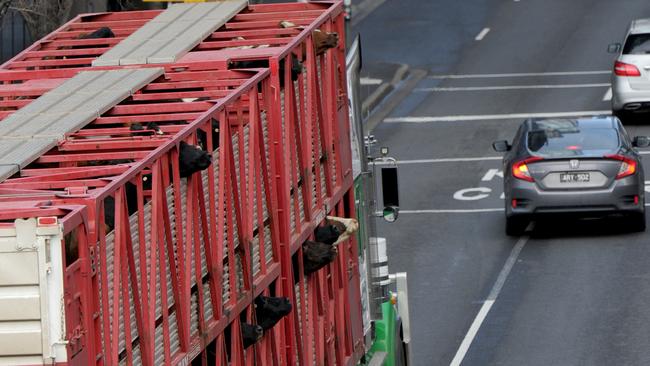 1430 heavy vehicles use City Rd, Southbank daily. Picture: Andrew Henshaw