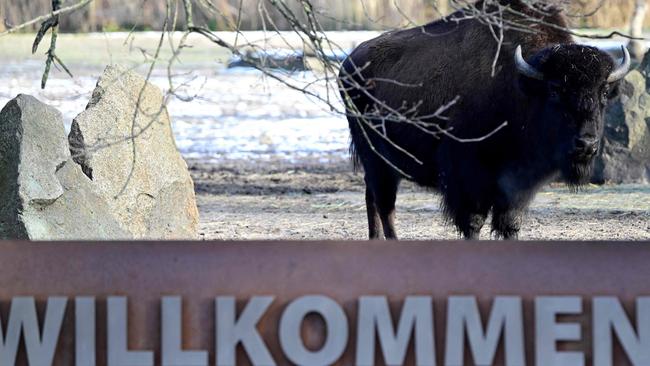 A wood bison is seen at the closed Tierpark zoo on January 13, 2025 in Berlin. The Tierpark, as well as Berlin's second zoo the Zoologischer Garten, are closed due to the outbreak of the foot-and-mouth disease in a farm in the eastern federal state of Brandenburg.