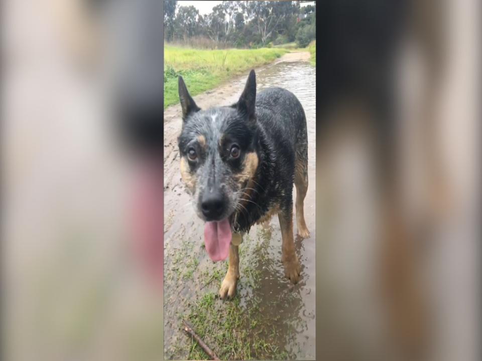 A wet dog's a happy dog