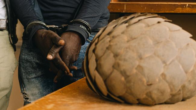 A poacher and a pangolin.