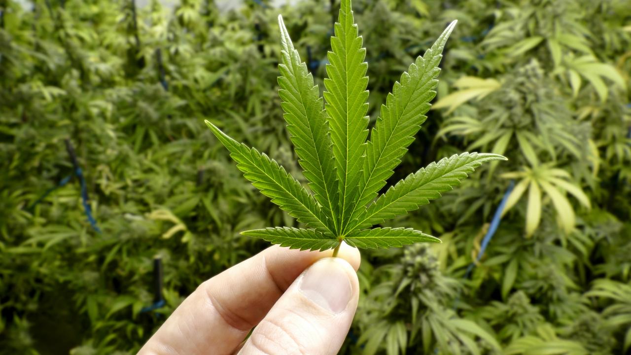 There will be no cannabis shops popping up in Canberra any time soon. Picture: iStock
