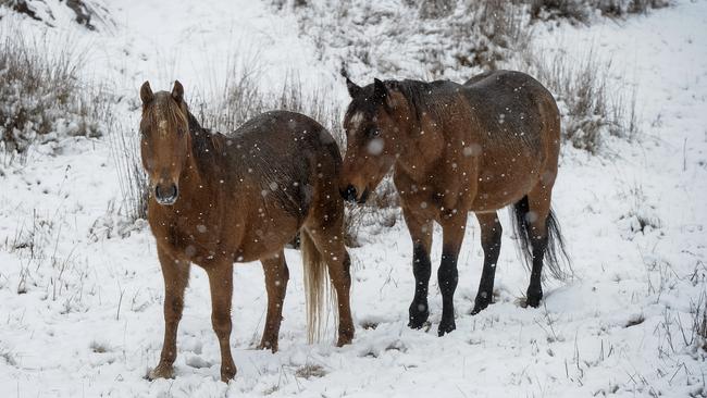 A pair of brumbies are seen grazing near Yarangobilly in Kosciuszko National Park. Picture: Perry Duffin