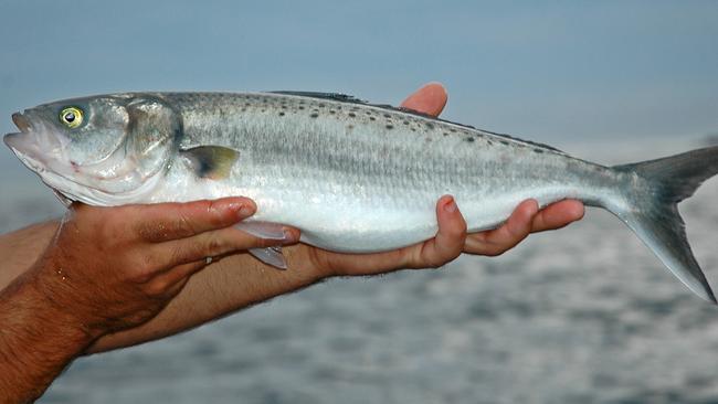 Tragic waste ... around 400kg of prized Australian salmon, similar to the one above, was released by a commercial fisherman when his nets snagged on the jetty.