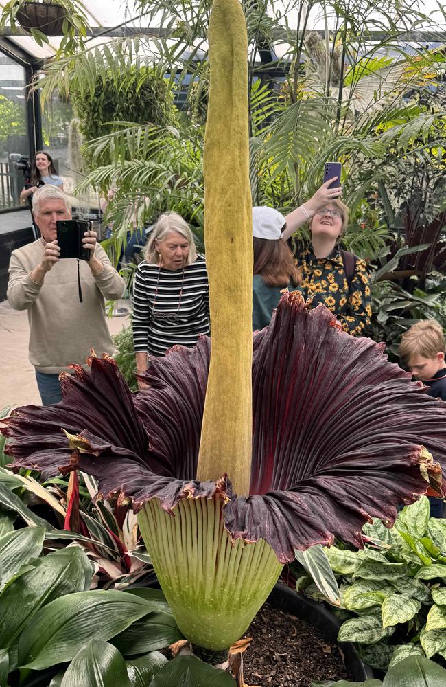 There’s less than 1000 corpse flowers remaining in the wild. Picture: Alison Wynd