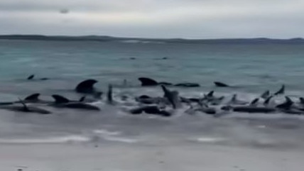 Pilot whales washing up on the beach at Cheynes beach, Western Australia. Picture: Facebook