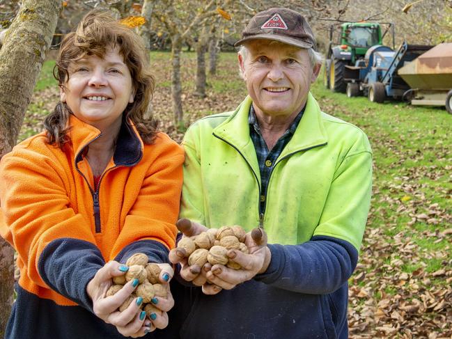 NEWS: WALNUTSPhilip and Patty Farnell are wrapping up walnut harvest (they may be finished by monday, but are happy to take the harvester out and set up a pic)PICTURED: Philip and Patty Farnell on their farm at Wallace.PHOTOGRAPHER: ZOE PHILLIPS