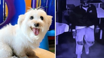 Images of the dog Angel and the man alleged to have taken her.