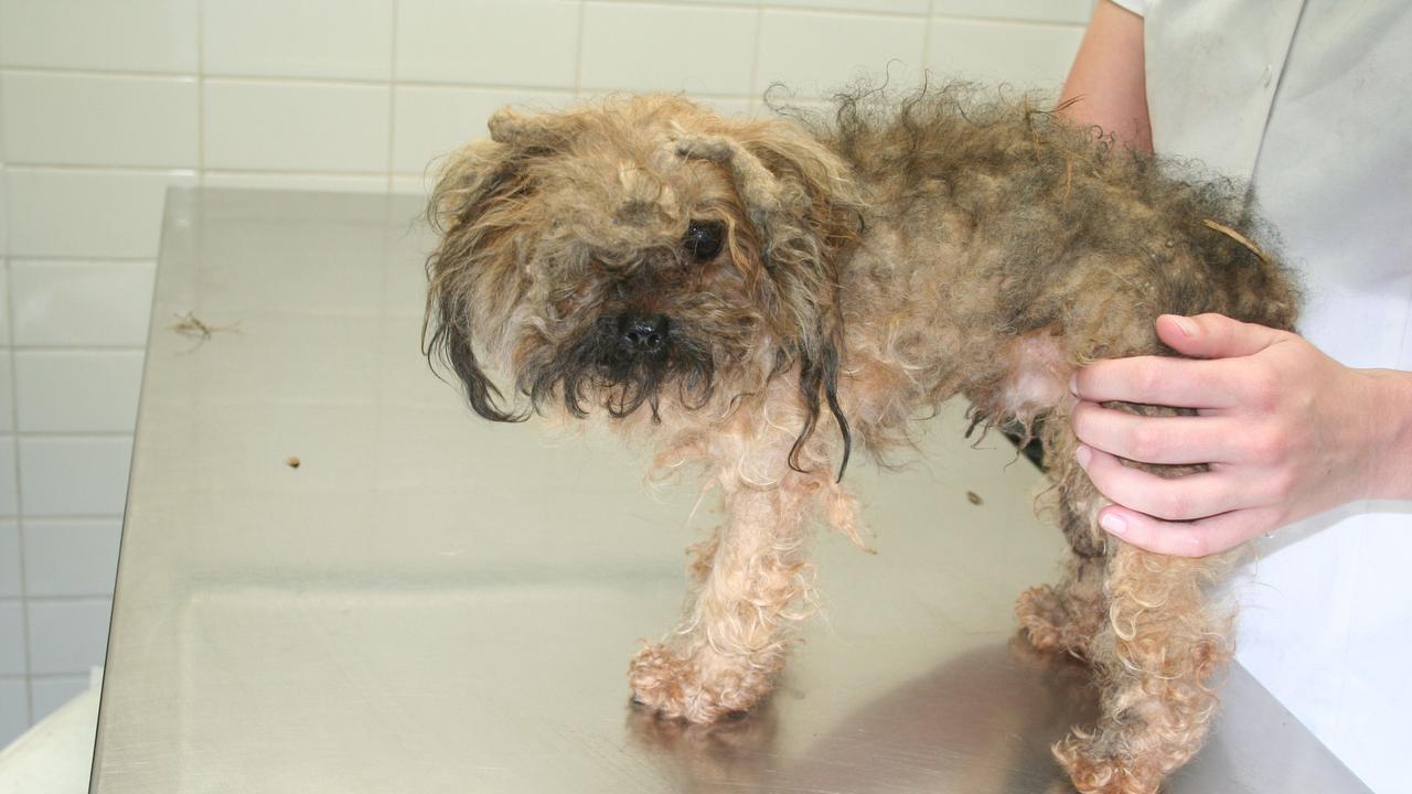 Oscar was rescued from a puppy farm, found in appalling condition. His plight sparked the Oscar’s Law campaign to end the practice. Picture: Oscar’s Law
