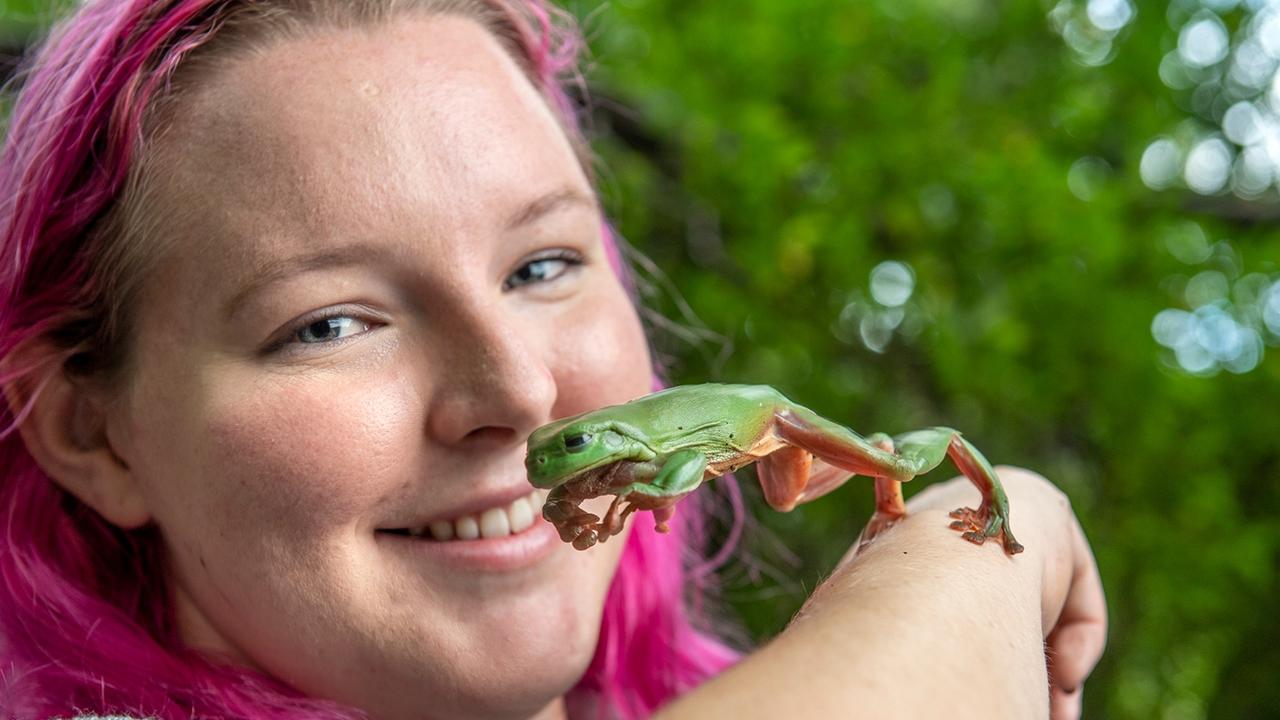 University of Southern Queensland honours student Mickayla Heinemann gets up close and personal with her research subject, a green tree frog. Picture: USQ Photography