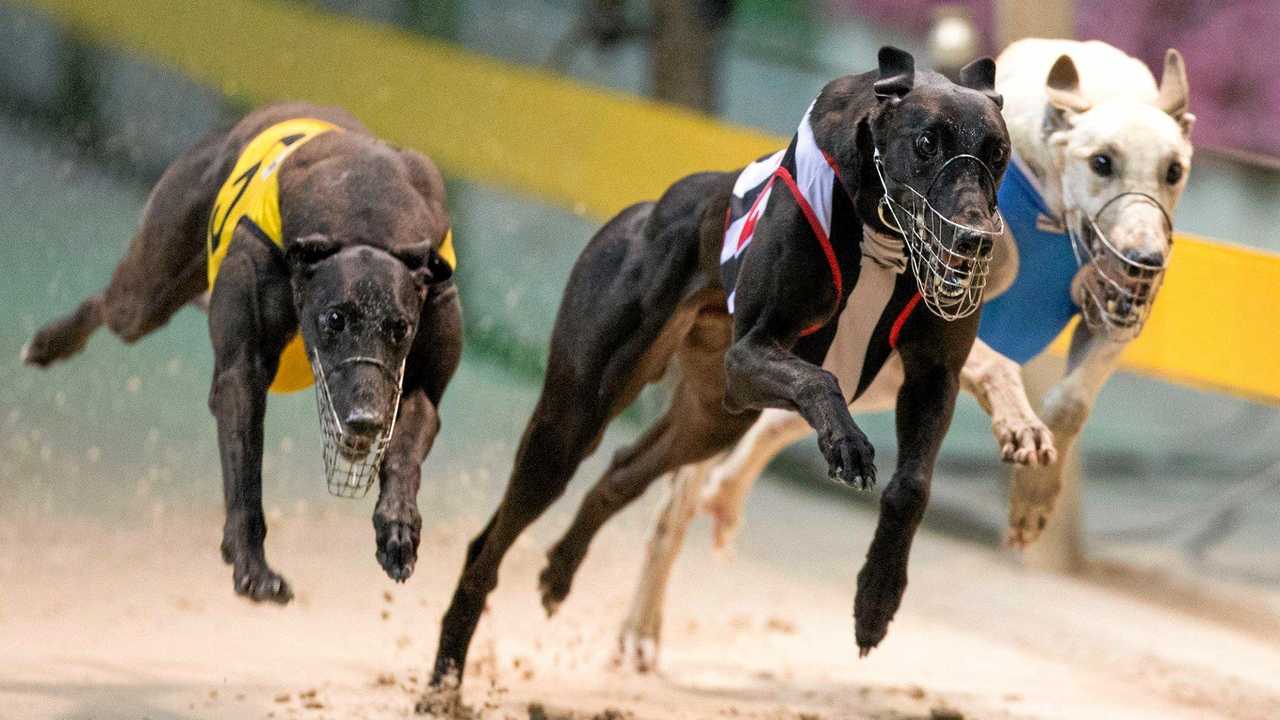 Straight track plan for dogs is ‘welfare on steroids’ | Daily Telegraph