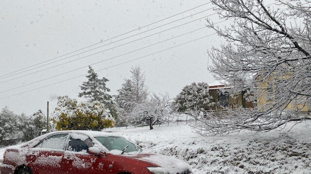Snow falling thick and fast in Fern Tree, in Hobart, Tasmania on August 4, 2020. Picture: Iain Kelly