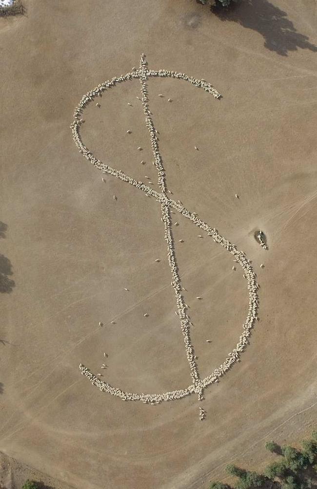 Sheep and cattle grazier Tim Trescowthick’s photo of sheep grazing in the shape of a dollar sign has gone viral. Picture: Tim Trescowthick