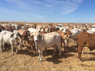 $2m worth of cattle reported stolen from NT station