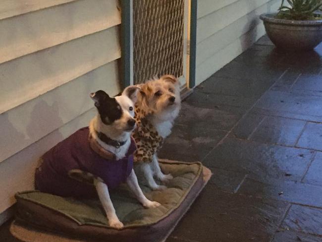 Labor MP Steve Herbert's dogs Patch (left) and Ted. Picture: Facebook