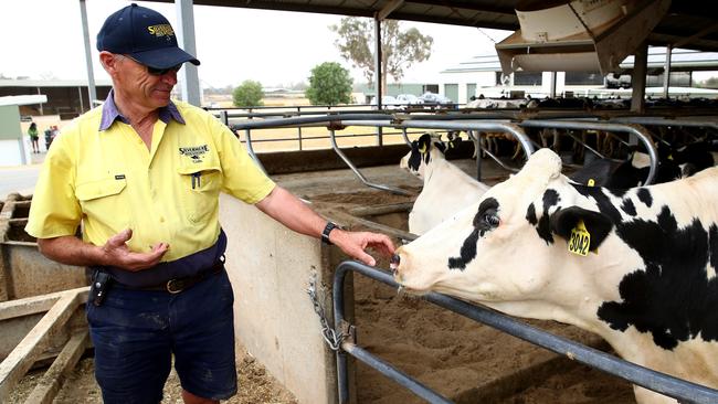 Dairy farmer Colin Thompson at his free stall dairy where cows are free to walk, feed or sit in between milking sessions. Picture: Toby Zerna