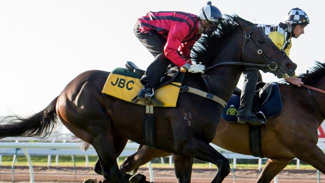 Ruling Dynasty looks great value at Rosehill on Saturday. Picture: Jay Town