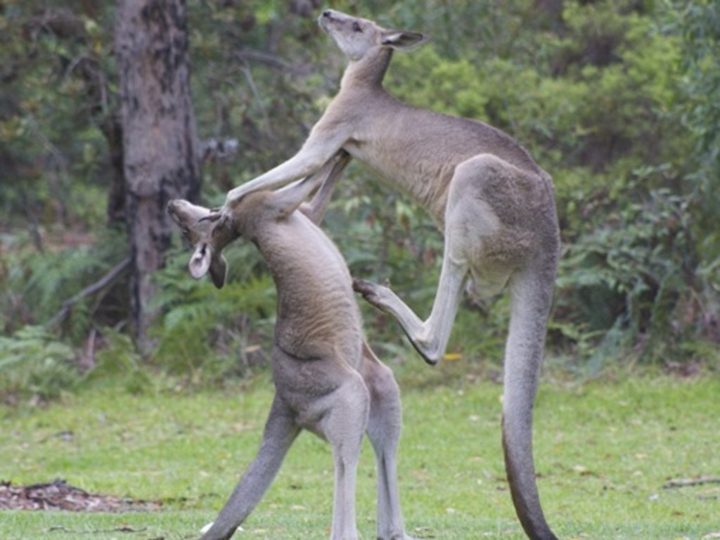 A Gold Coast golf club shut its doors following a spate of nasty attacks. Picture: Phil Murray