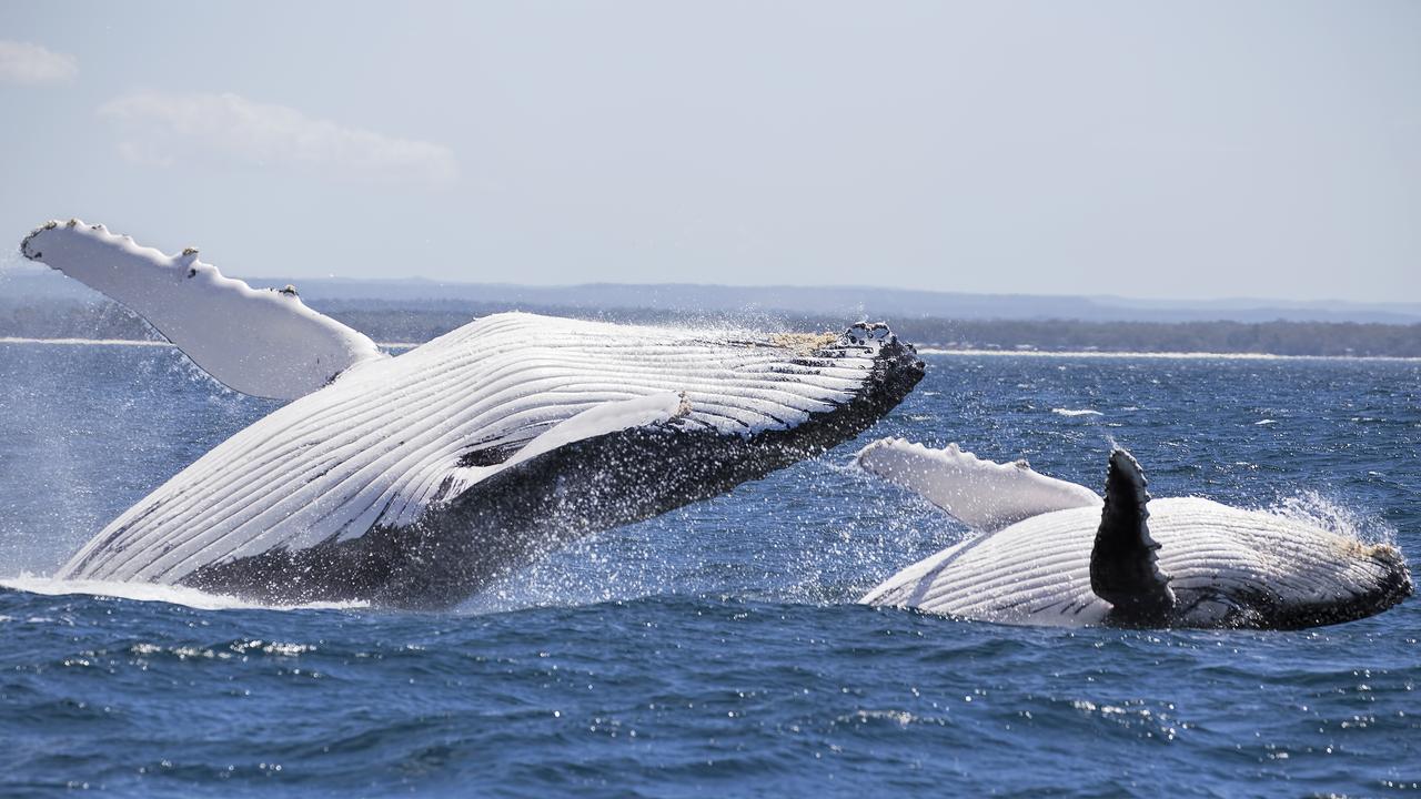 We cruised along a strip of the NSW South Coast known as ‘humpback highway’.