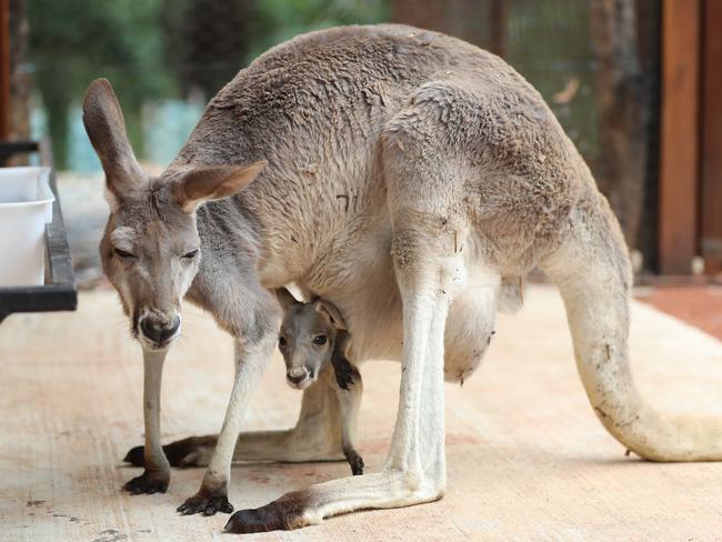 A Red Kangaroo and a joey in the pouch. Picture: Alex Coppel