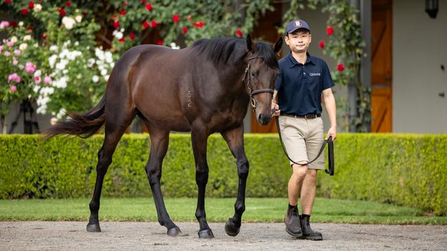 The Winx/Pierro filly, who will sell at the Inglis Easter Yearling Sale in Sydney on Monday. Photo: Adam Taylor