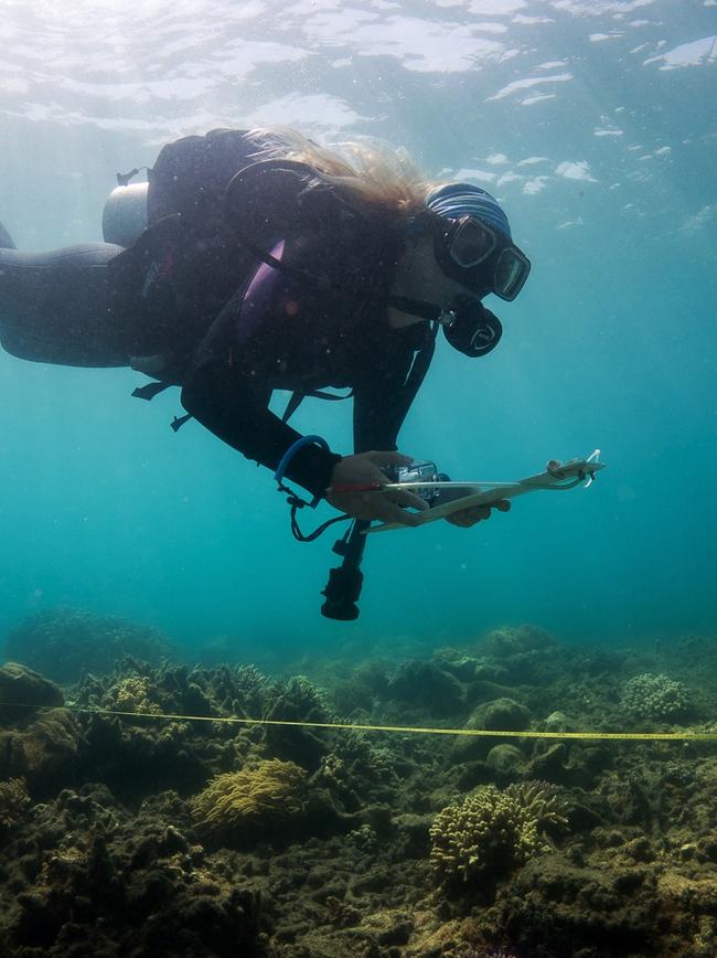 Reef Check Australia volunteer diver surveying coral at Fitzroy Island