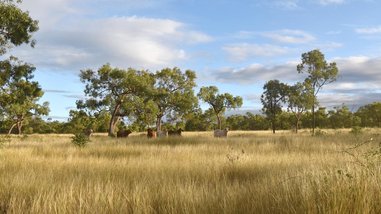 Queensland cattle stations Hillcrest, Carramar and Bauhinia Downs sold ...