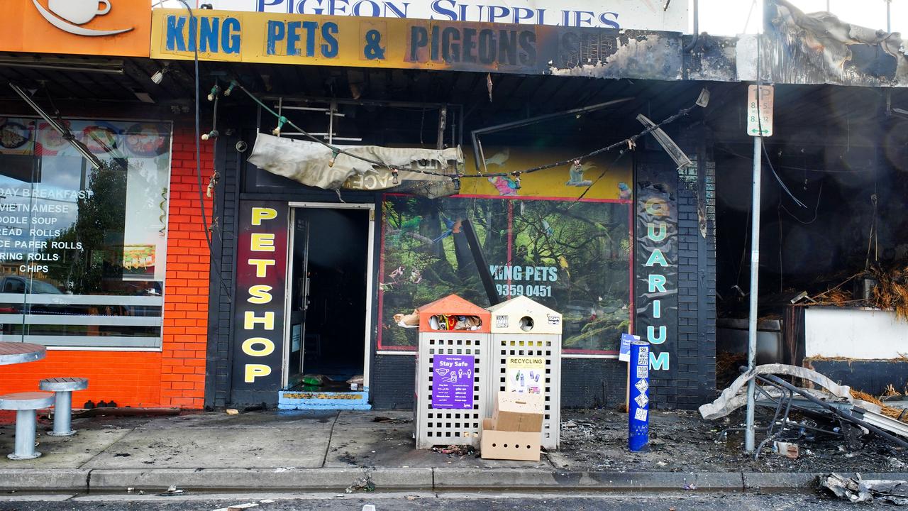 ‘Thousands’ of animals killed as firebombing spreads to pet store