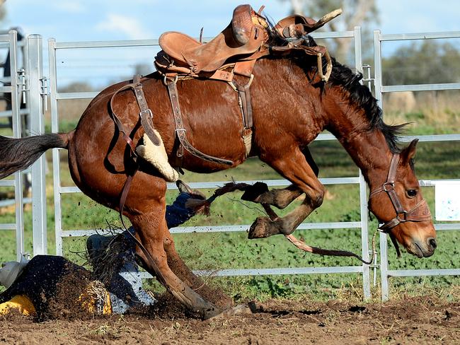 A cowboy bites the bust hard at the Saddle Bronc Riding School in Attunga. Picture Peter Lorimer