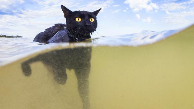 Nathan the swimming cat, beloved pet and Instagram star.