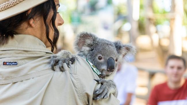 5. Wildlife is all around Minutes from Townsville's CBD, Billabong Sanctuary (pictured) is not only Australia's most interactive eco-sanctuary, but it's also fun.Meet mischievous meerkats, take a koala selfie, feed kangaroos, and don't miss daily crocodile feeding that will send shivers up your spine. Billabong creates the most amazing wild memories through education and understanding of wildlife's fragile future.