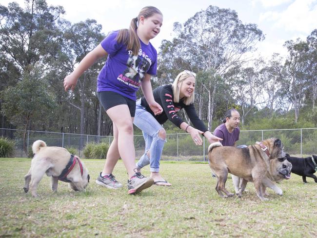 Macarthur Chronicle - Pictured: Oldest Pugs race to their owners - Campbelltown Pug Club held a Pug meet and greet along with a few casual races at Mary Brookes Park, Kellerman Drive, Campbelltown NSW Australia. Other breeds of dog were also invited to race.