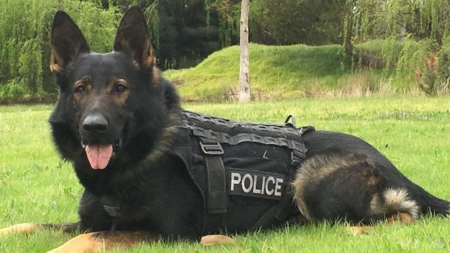 Zeus, from the Victoria Police dog squad, played a key role in two arrests in Prahran on January 20 and 21. Picture: Supplied.